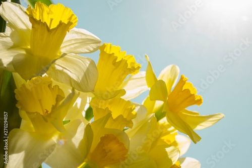 Bright and colorful flowers of daffodils on the background of the spring sun