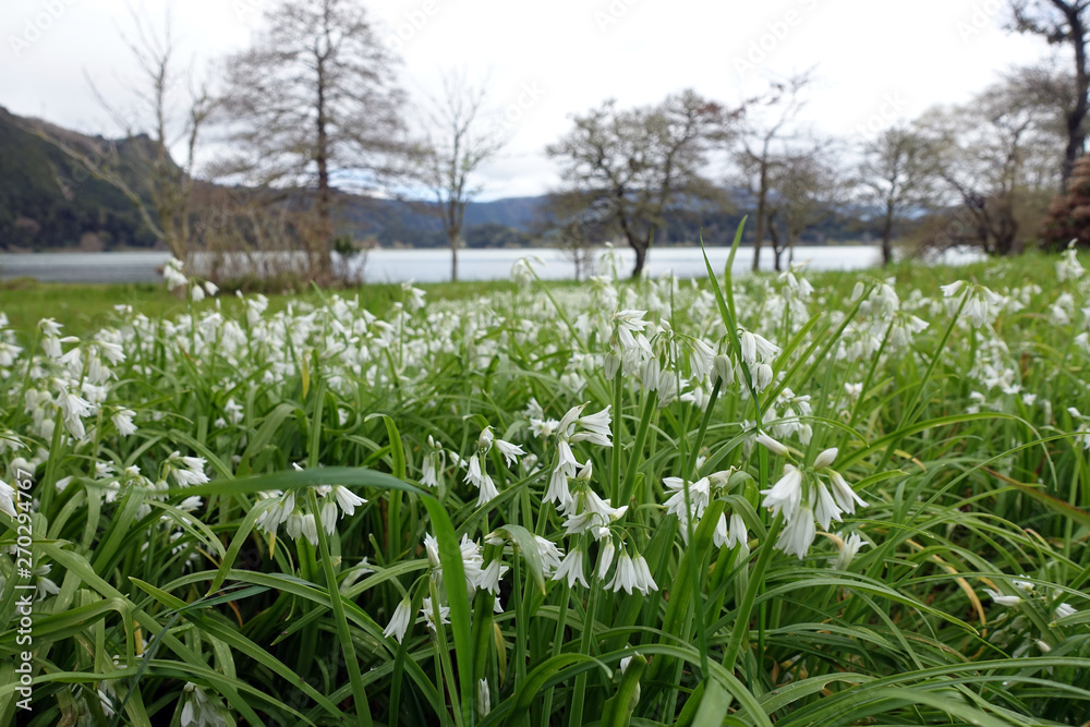Fototapeta premium Glöckchen-Lauch (Allium triquetrum) am Furnas-See