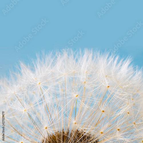 macro shot of white dandelion on blue pastel background. Square with copy space