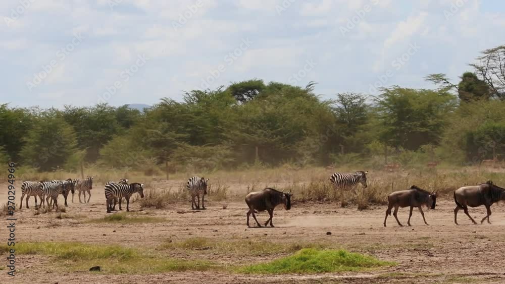 Zebra and wildebeest walking together in field in Amboseli, Kenya Africa with dust blowing in wind Zebra and wildebeest walking together in field in Amboseli, Kenya Africa with dust blowing in wind