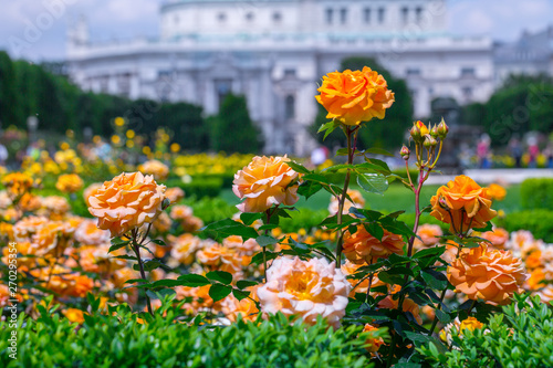 Photography Lush blooming orange roses in rose garden