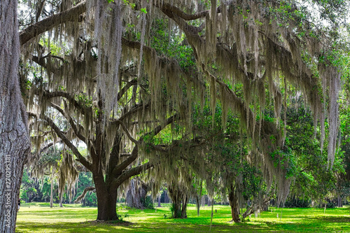 Spanish Moss growing on old oak trees in the southern United States photo