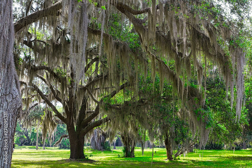 Vászonkép Spanish Moss growing on old oak trees in the southern United States