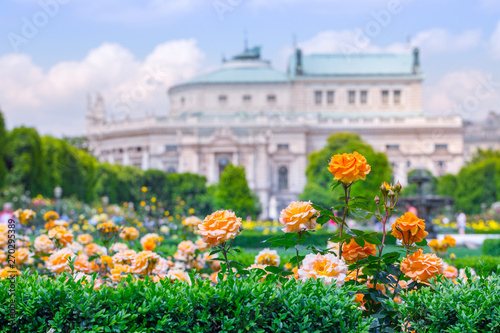 Photography Lush blooming orange roses in rose garden