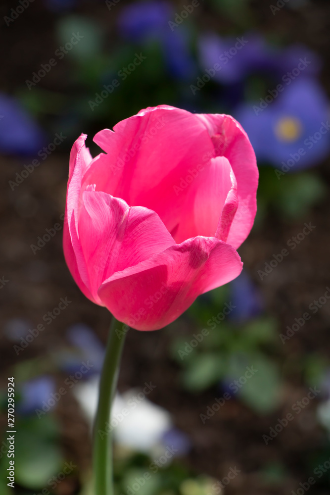 Close up of beautiful pink tulip flower on blurred background. Close up of beautiful pink tulip flower on blurred background.