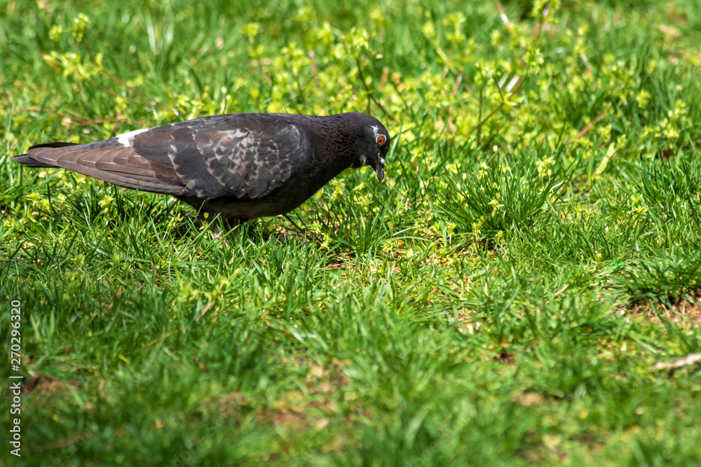 Fototapeta premium Pigeon on green grass. Portrait of a Pigeon