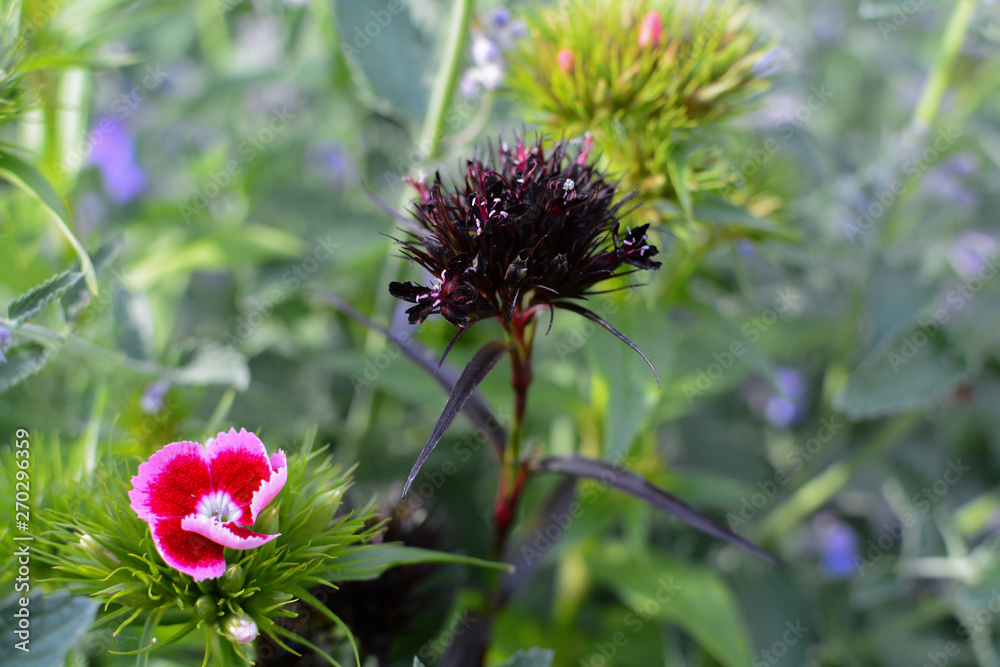 Landscaped garden. Wild flowers growing outside in a garden flower bed Landscaped garden. Wild flowers growing outside in a garden flower bed