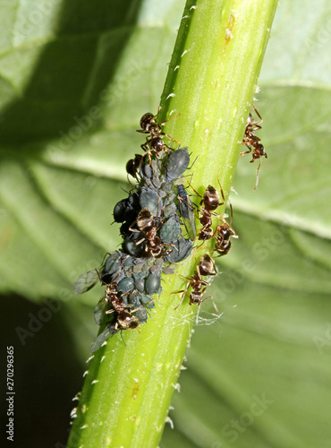 un gruppo di formiche sorveglia una piccola colonia di afidi
