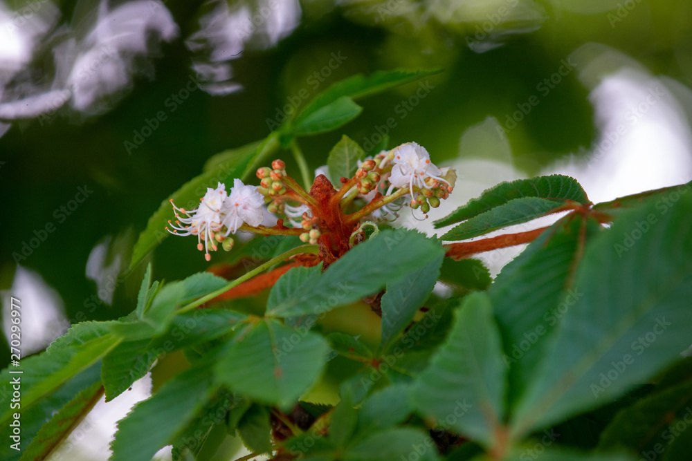 Chestnut tree in spring: inflorescence and lush foliage Chestnut tree in spring: inflorescence and lush foliage