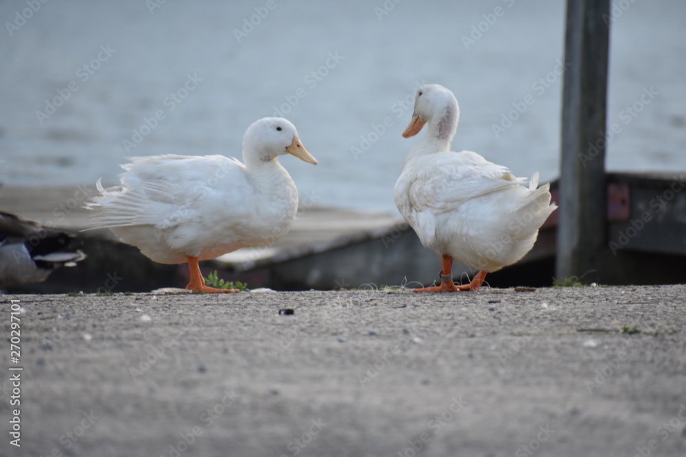 Ducks by Water