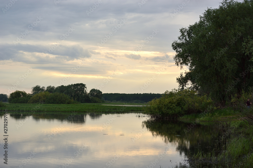 View of a lake with a willow on the shore and a forest on the horizon with a cloudy sky. Evening landscape and reflection in the water.Lake Myachino Novgorod region View of a lake with a willow on the shore and a forest on the horizon with a cloudy sky. Evening landscape and reflection in the water.Lake Myachino Novgorod region