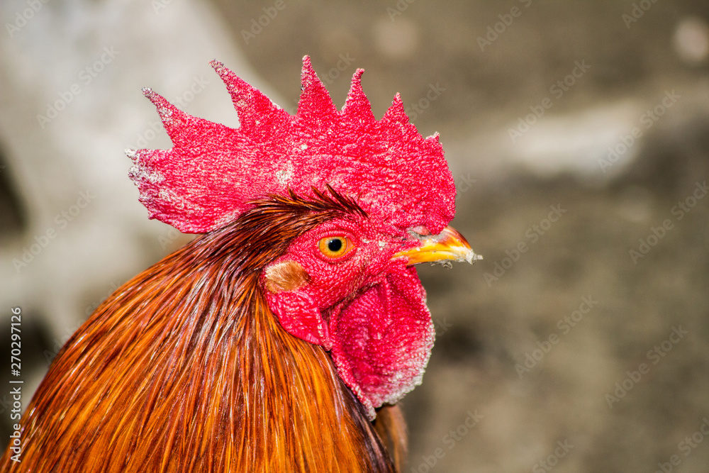 A portrait of a beautiful brown rooster