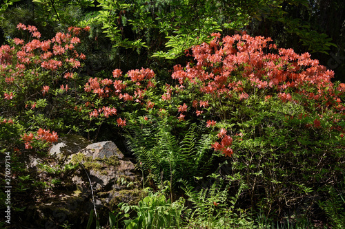 Japanese Rhododendron