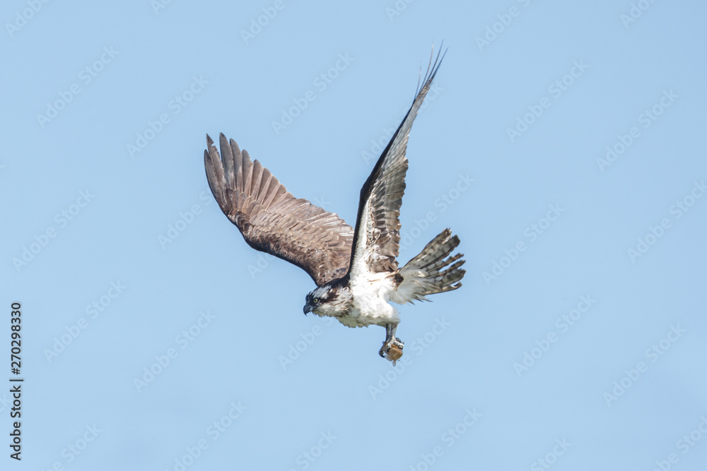 Fototapeta premium flying osprey bird
