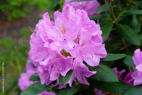 pink Rhododendron blooming flowers in the spring garden. Pacific rhododendron or California rosebay evergreen shrub. Beautiful pink Rhododendron close up photo