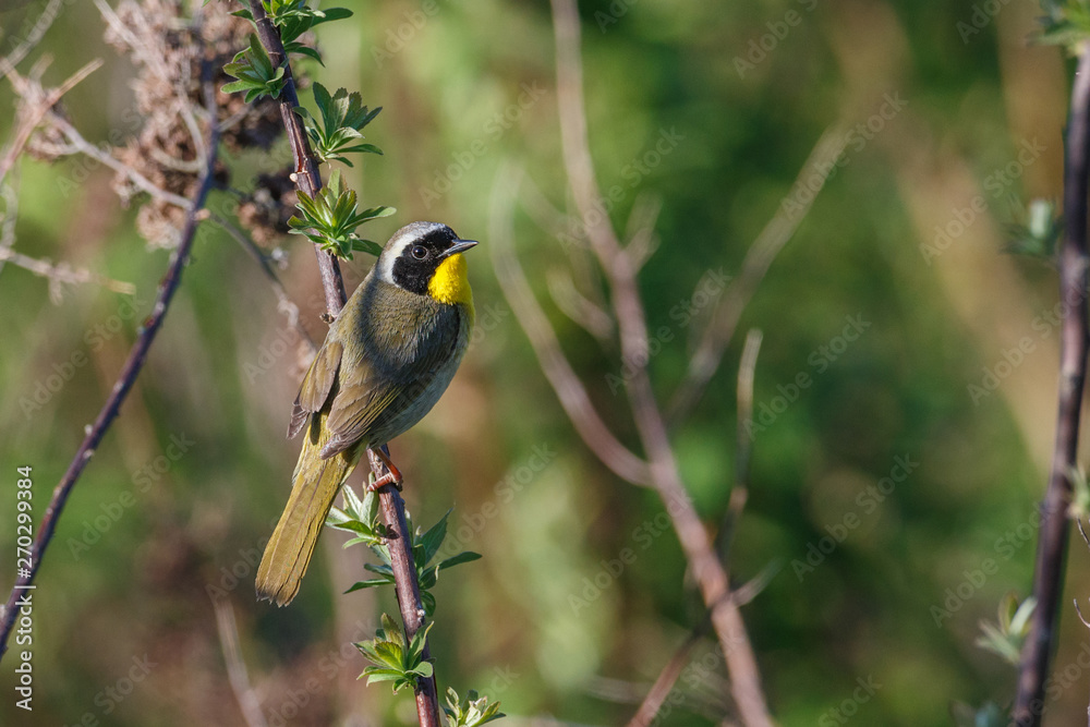 Naklejka premium Common Yellowthroat bird