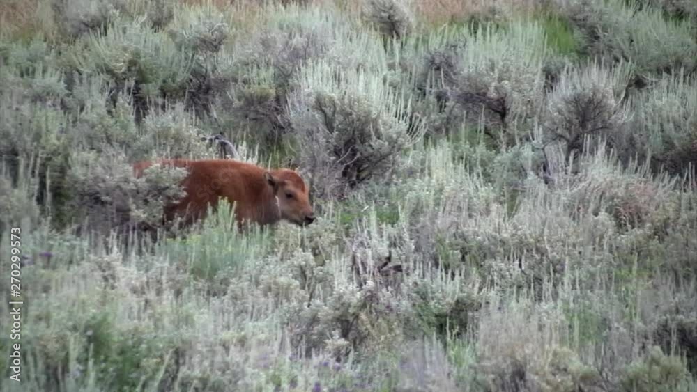 Buffalo Calf, Yellowstone National park