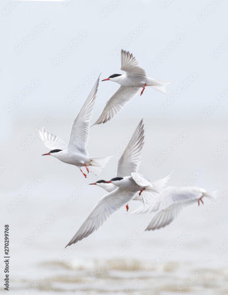 common tern bird common tern bird