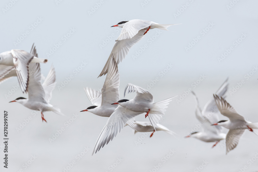 Obraz premium common tern bird