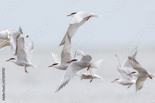 common tern bird