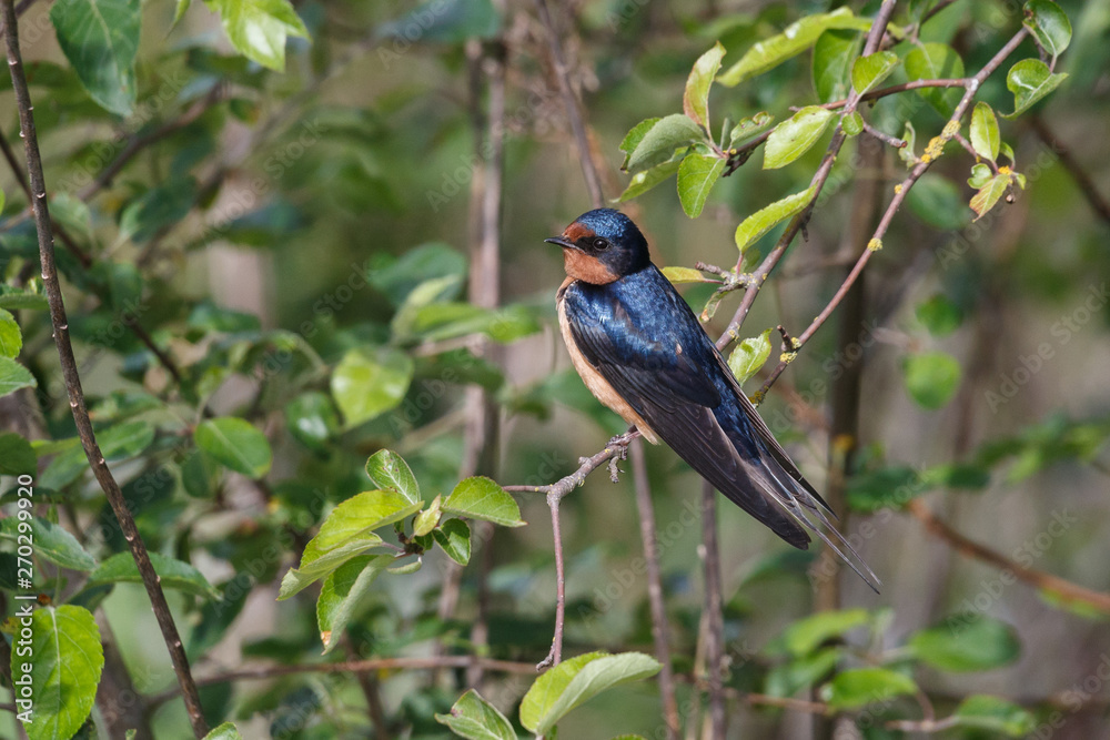 barn swallow bird barn swallow bird
