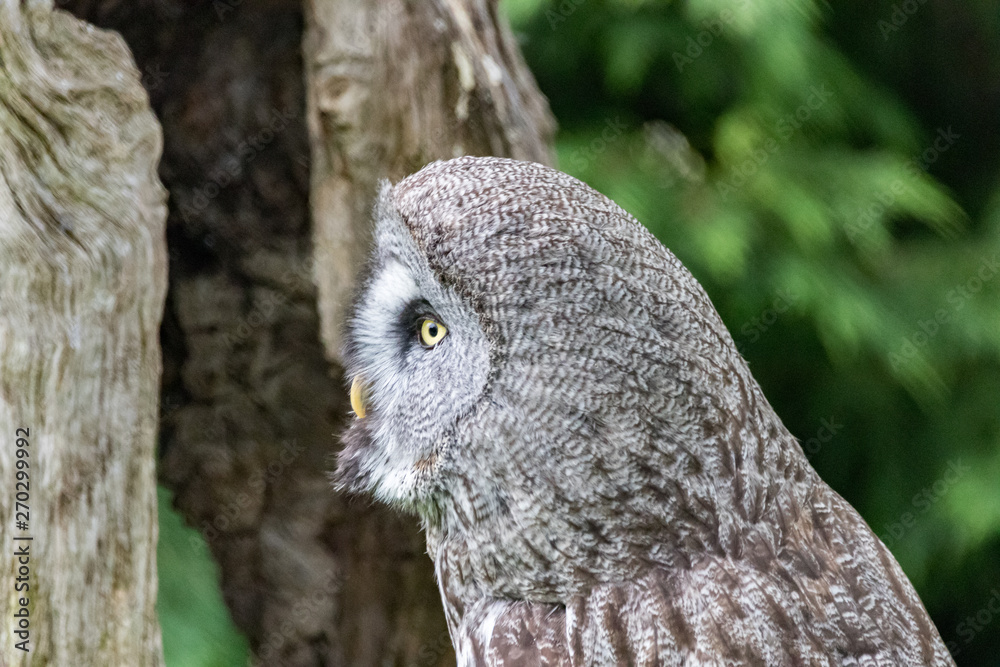 Fototapeta premium portrait of an owl
