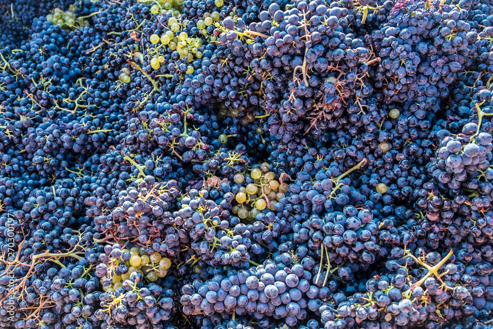 The red grapes are harvested for the harvest and wait to be pressed to make the wine