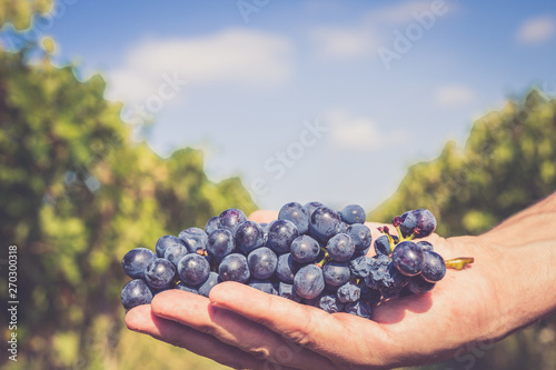 wine grapes harvest concept - red grapes in a vineyards tractor background