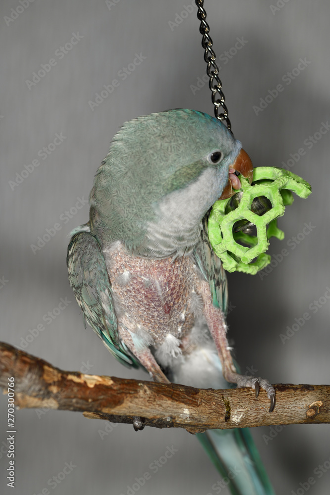 Quaker Parrot with self mutilated plucked feathers on legs and chest  playing on perch Photos | Adobe Stock