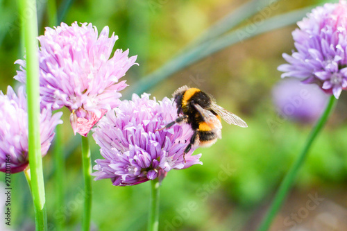 Bee collecting pollen from plants and flowers. Bumble bee or honey bee in a natural garden habitat photo