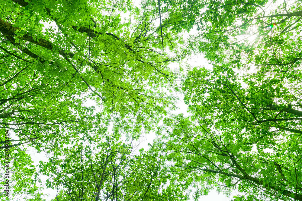 Tree branches with green leaves and bright sky. Tree branches with green leaves and bright sky.