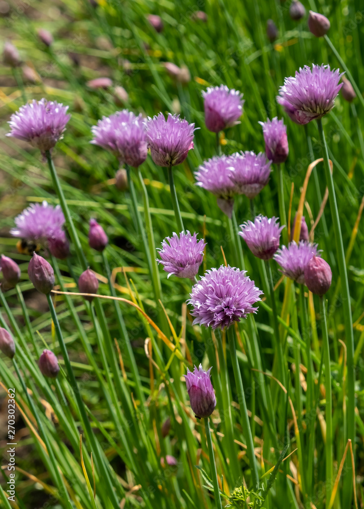 Schnittlauch (Allium schoenoprasum) Schnittlauch (Allium schoenoprasum)