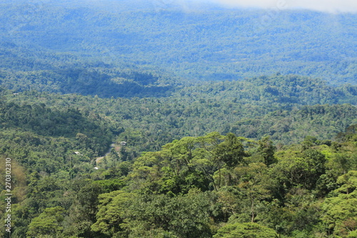View of tropical rainforest with a road and three houses visible in the distance © pangamedia