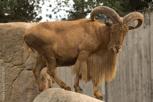 Barbary sheep. (Ammotragus lervia).