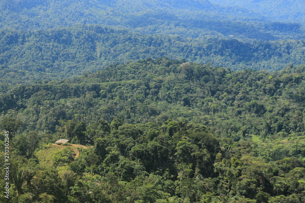 View of tropical rainforest with a roof made of leaves visible View of tropical rainforest with a roof made of leaves visible