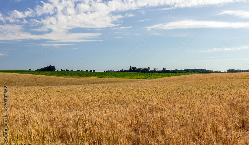 Agriculture Wheat crop field summer panorama
