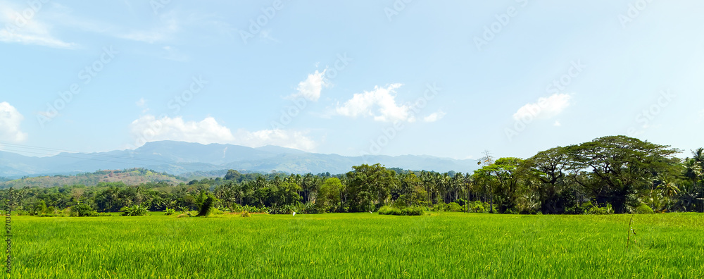 Fototapeta premium rice fields asia landscape