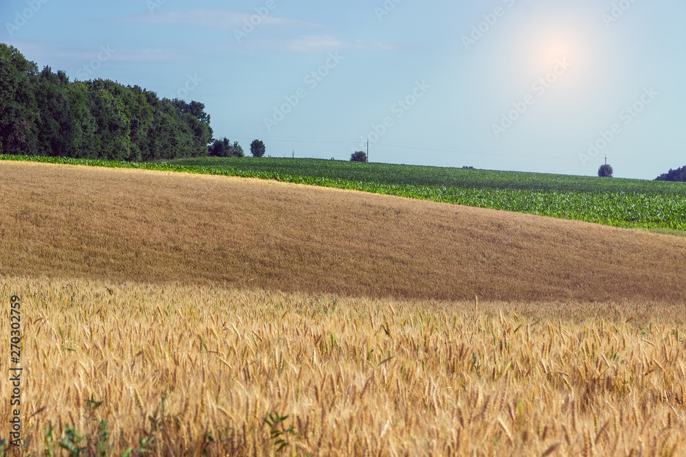 Agriculture Wheat crop field summer landscape hill
