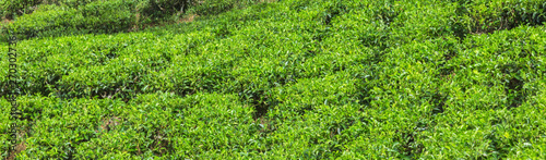 Green tea bud leaves.