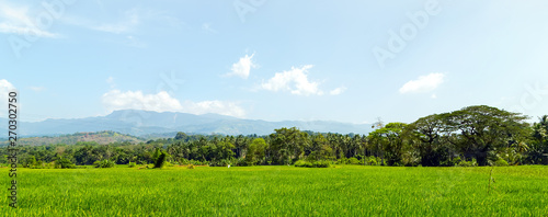 rice fields asia landscape