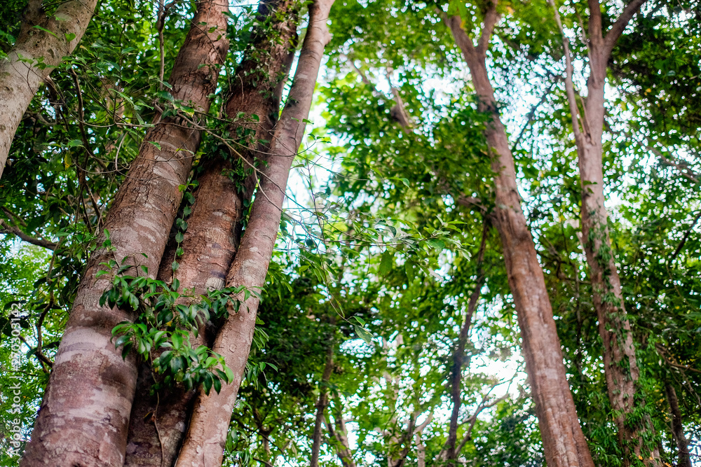 Fototapeta premium Lush grow in green and vibrant asian tropical jungle
