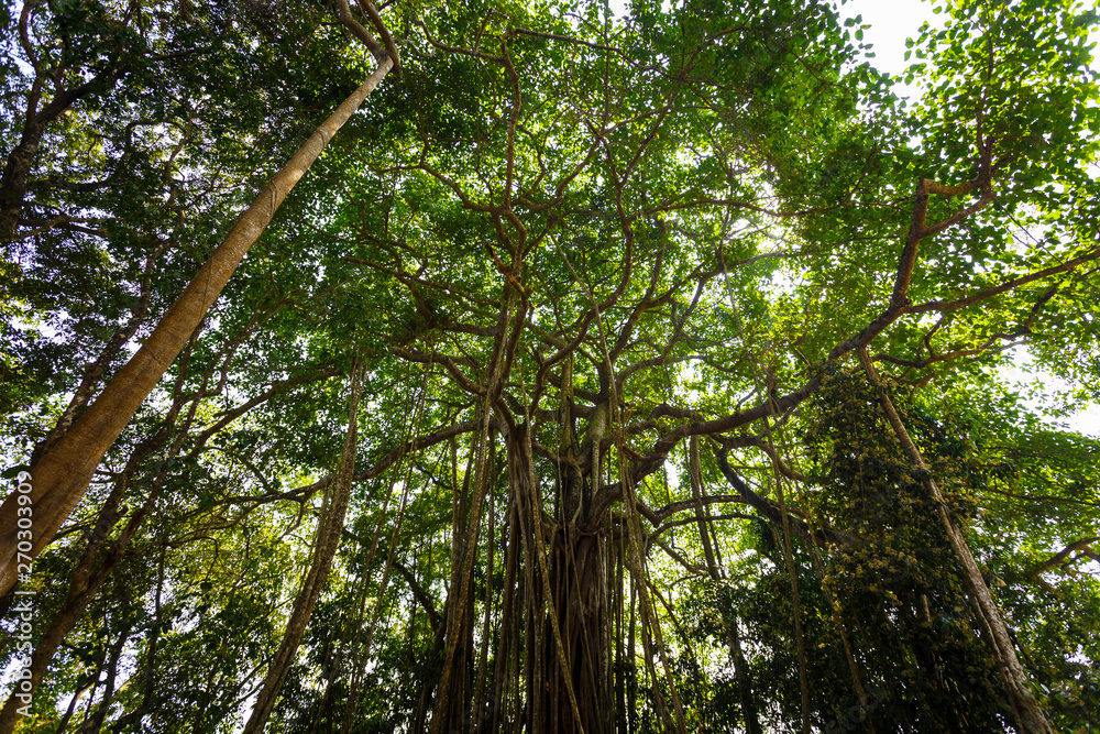 Fototapeta premium Banyan tree