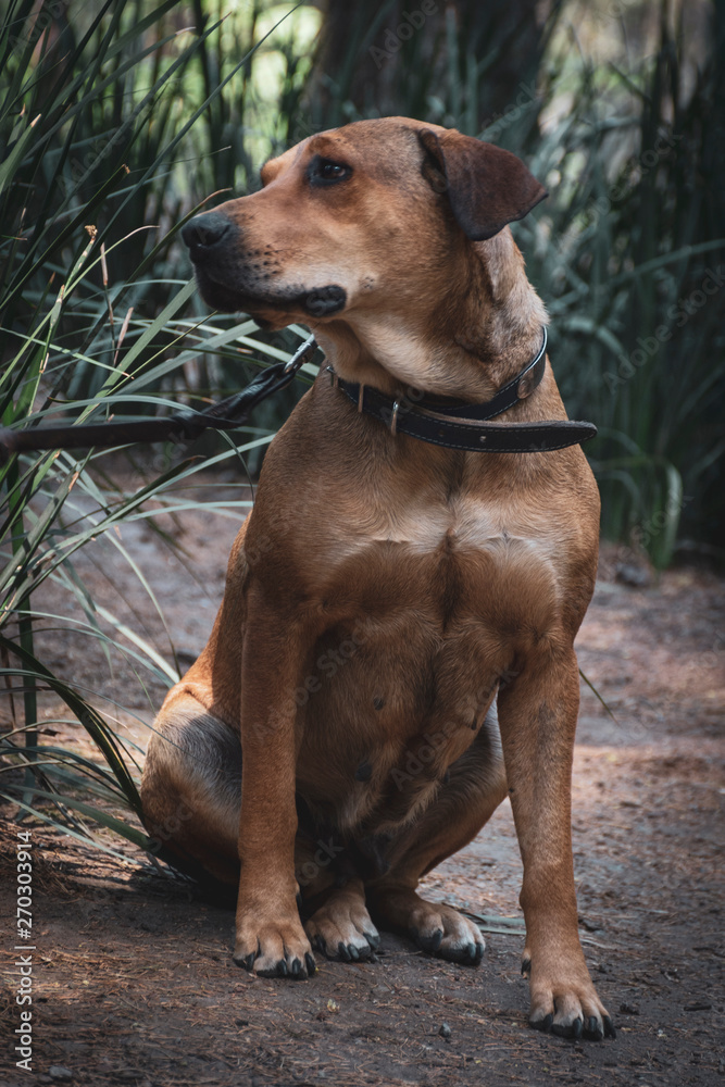 perro crestado rodesiano sentado