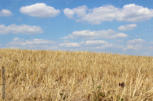 Feld,Anbau,Himmel, Wolken, Hintergrund, Textur