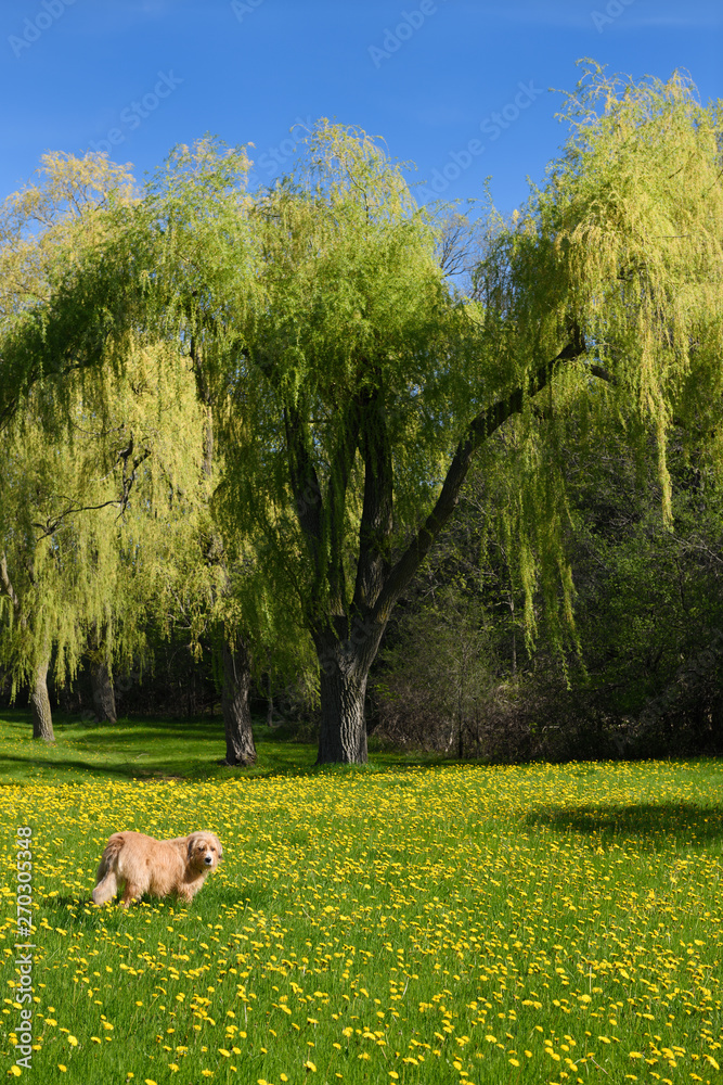 Obraz premium Scruffy longhaired golden dog in unmowed field of fresh green grass and yellow dandelion flowers in Spring Park with weeping willow trees Toronto