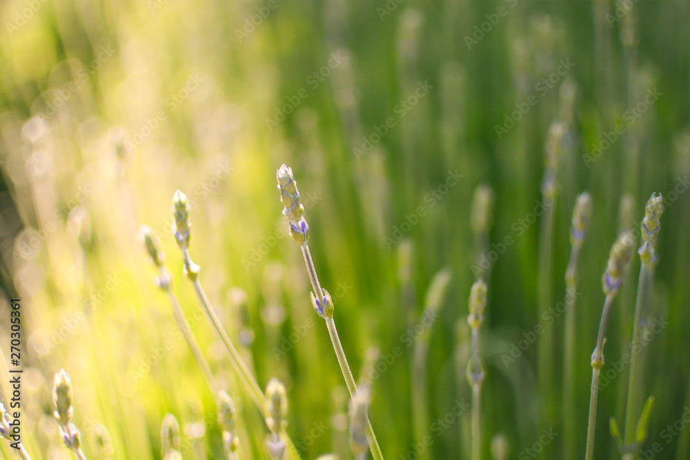 Summer meadow in warm evening sunlight. Relaxing and warm feeling place Summer meadow in warm evening sunlight. Relaxing and warm feeling place