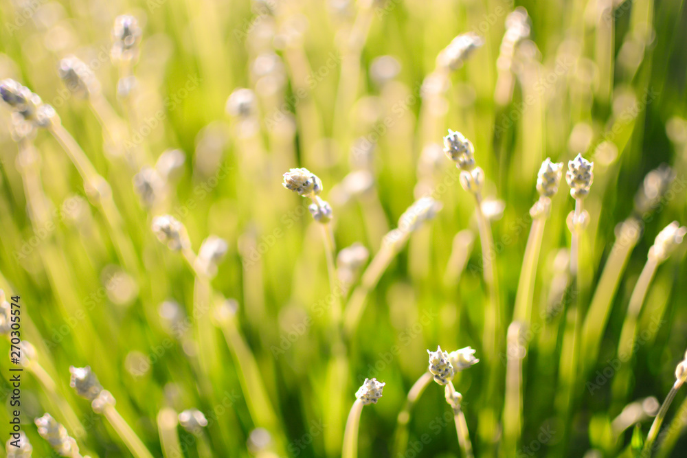 Summer meadow in warm evening sunlight. Relaxing and warm feeling place Summer meadow in warm evening sunlight. Relaxing and warm feeling place
