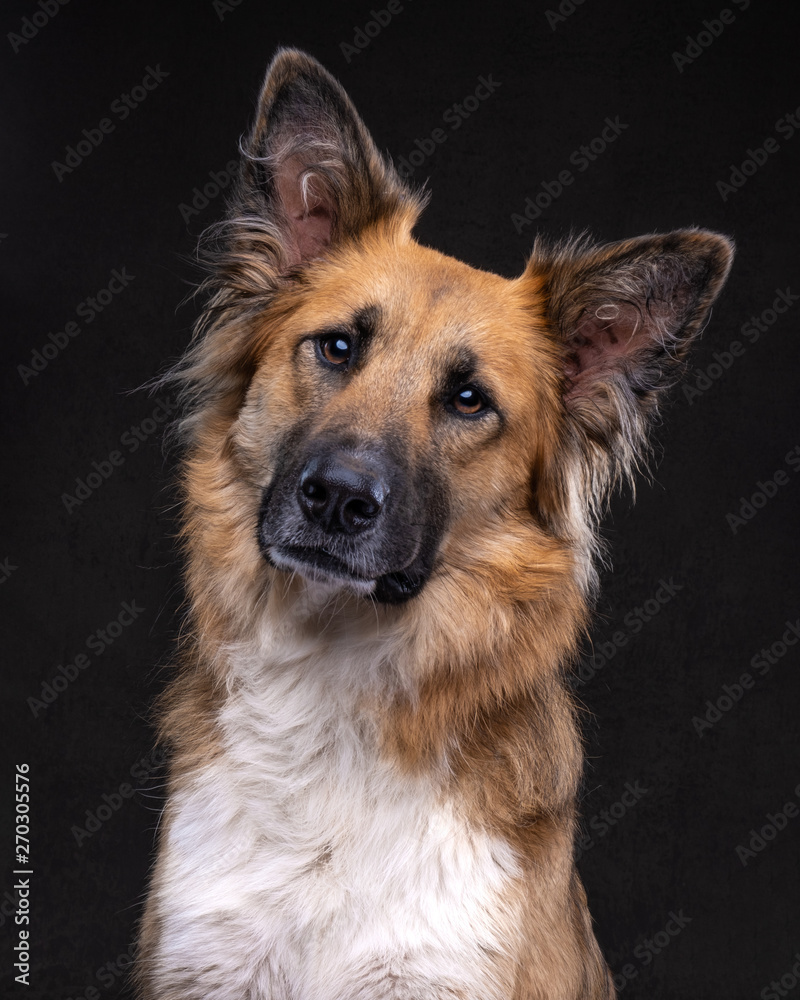 portrait of a brown shepherd rescue dog portrait of a brown shepherd rescue dog