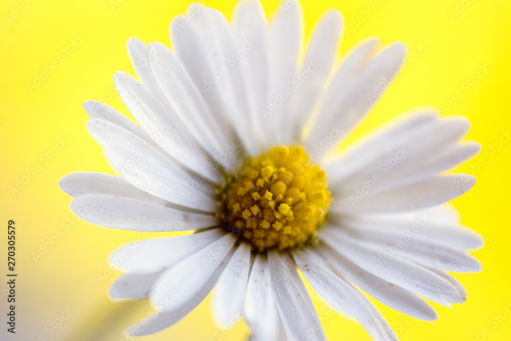 Naklejka premium Bellis perennis - closeup of yellow and white flower on a colorful and vibrant background