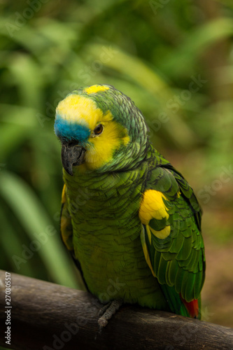 animales